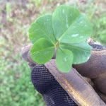 John Thibodeaux - @cookin65 - Instagram