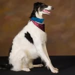 Johnny Utah - @johnnyutahtheborzoi - Instagram