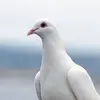 Johnny Uy - @johnny.uy - TikTok