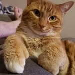 Johnny Vaught - @cheeto_the_cat81 - Instagram