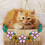 Johnny Yang - Facebook