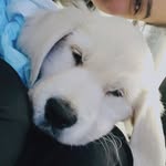 JOHNY BRAVO  ZORAVER 🐶❤️ - @johnie.bravo007 - Instagram