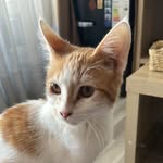 Jojo B. Bustamante - @jojo_el_gato5 - Instagram