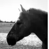 Jojo and Ines - @jojo_and_ines_ - TikTok