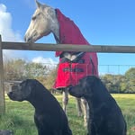 Joanna Jones - @jojo_jones_cornwall - Instagram