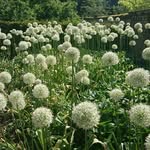 Jojo Jones Garden Design - @jojojonesbespokegardendesign - Instagram