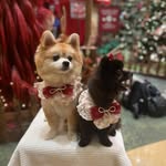 Jojo Lam - @jojolam9199 - Instagram