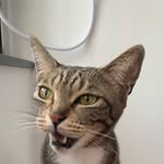 Jojo Lam - @lamcheukyinn - Instagram