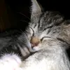 Jojo Lam - @jojolam16 - TikTok