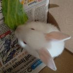 chochuu 🐰 - @jojo._.the._.rabbit - Instagram