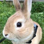 JOJO- Rabbit - @jojo_rabbit2020 - Instagram