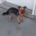 jojo vargas - @jojo_the_real_dog - Instagram