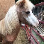 Jolene Brown - @joleen.brown.397 - Instagram