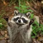Annie jolene brewer - @raccoon1414 - Instagram