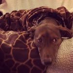 jolene - @jolene_g_brewer - Instagram