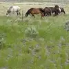 Jolene Day - @jolene.day - TikTok