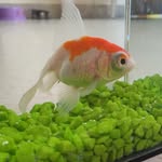 In memorian Jolene✨🌊🐠 - @memorian_jolene_fish - Instagram