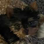Harmony Jolene Scott - @iamharmonyjolenetheyorkie - Instagram