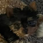 @harmonyjolenetheyorkie - Instagram
