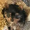 HarmonyJoleneTheYorkie - @harmonyjolenetheyorkie - TikTok
