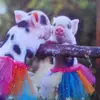 jolene kiddle - @jolene.kiddle - TikTok