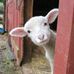 Jolene Lundell - Facebook