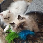 Jolene and Marshall - @joleneandmarshall - Instagram