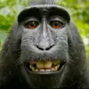 king - @jolenemarshall651 - TikTok