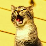Jolene + Blue - @jolene_blue_nashville - Instagram