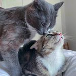 Nash ❤️ Jolene 🐱🐱 - @nashejolene - Instagram