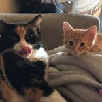 Jolene & Oliver - @catlife.xo - Instagram