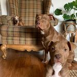 Jolene, Ned and Oliver - @twobulliesandawiener - Instagram