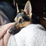 Jolene Payne - @momma.rottweiler - Instagram