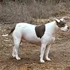 Jolene Pearce128 - @jolenepearce128 - TikTok