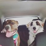 Piper Rose - @theadventuresofpiperandjolene - Instagram
