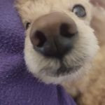 Jolene - @jolene_quick - Instagram