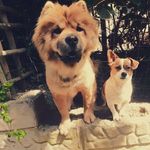 Jolene - @jolenelottring - Instagram