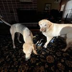 ringo and jolene - @ringoandjolene - Instagram