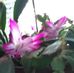 Jolene Walsh - Facebook