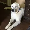 Jolene Moore - @fluffymcflufferton - TikTok