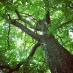 Jon Appleby - @jonlovestrees - Instagram