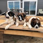 Jon Babcock - @fatstdogs2 - Instagram