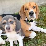 Gus + Lucy - @gusjonesthebeagle - Instagram