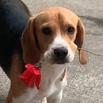 Jon Beagle - @jonbeaglebr - Instagram