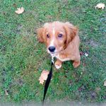 Jon Beagle - @jon.beagle.5 - Instagram