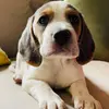 Orejon_beagle - @orejon_beagle - TikTok