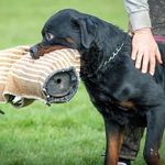 Jon Becker - @rottphoenixrottweilers - Instagram