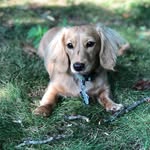 Jon Beckham Jovi - @becktheblondedoxie - Instagram