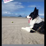 @_jonbodercollie - Instagram