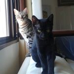 🐈 Jon & Bruce 🐈 - @fluffytiger_and_littlepanther - Instagram